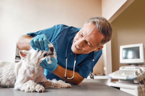  Boyne City, MI Emergency Dentist Pros